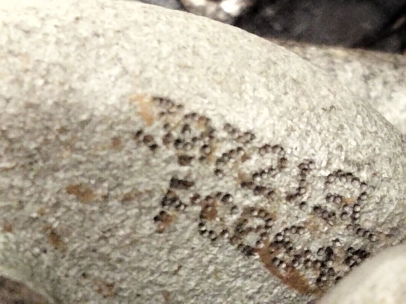 Recambio de pinza freno delantera izquierda para mazda cx-30 (dm) skyactiv-g m hybrid referencia OEM IAM PC0645  